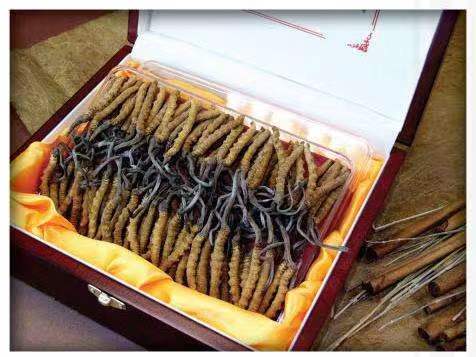 务川冬虫夏草回收